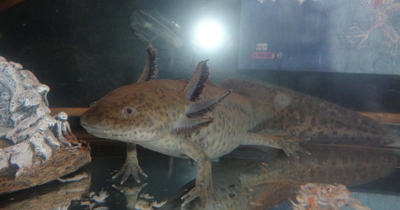 Axolotl Minecraft : le guide ultime pour l'apprivoiser et le trouver